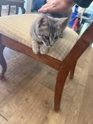 Found/Stray Female Cat last seen Arrowhead neighborhood , Myrtle Beach, SC 29577