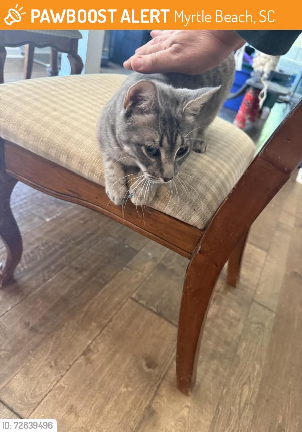 Found/Stray Female Cat last seen Arrowhead neighborhood , Myrtle Beach, SC 29577