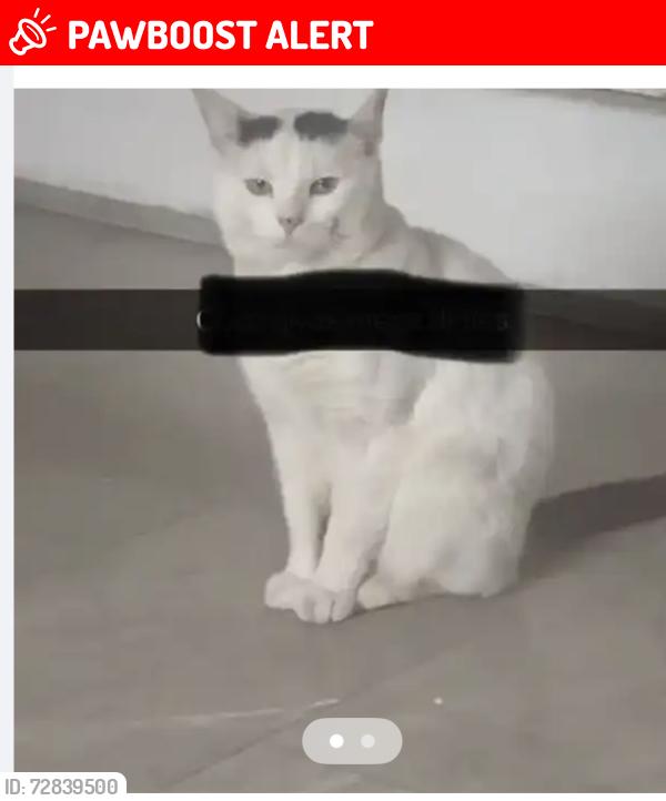 Lost Male Cat last seen Horton grange road , West Yorkshire, England BD7 2DN
