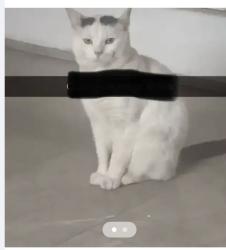 Lost Male Cat last seen Horton grange road , West Yorkshire, England BD7 2DN