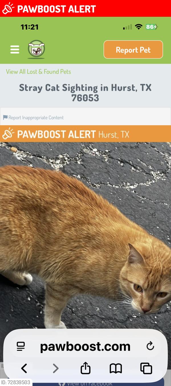 Lost Male Cat last seen Motel 6 , North Richland Hills, TX 76180