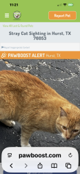 Lost Male Cat last seen Motel 6 , North Richland Hills, TX 76180
