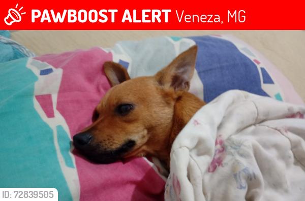 Lost Male Dog last seen Sacolão adelia, rua Dionísio Gomes , Veneza, MG 