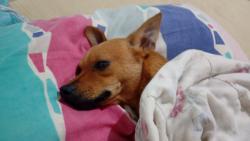 Lost Male Dog last seen Sacolão adelia, rua Dionísio Gomes , Veneza, MG 
