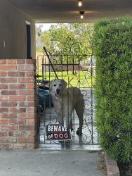 Found/Stray Male Dog last seen Maple and Gettysburg , Fresno, CA 93726