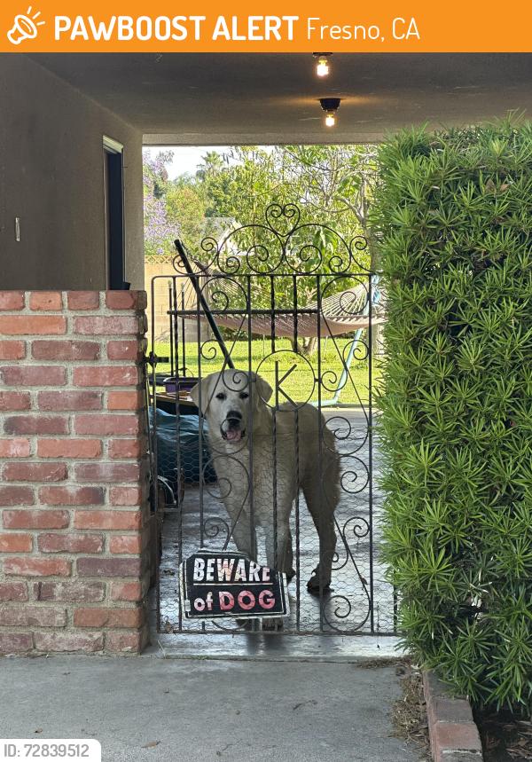 Found/Stray Male Dog last seen Maple and Gettysburg , Fresno, CA 93726