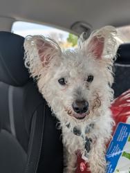 Found/Stray Unknown Dog last seen North 60th, Milwaukee, WI 53218
