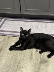 Lost Male Cat last seen Harvey Way and Lakewood High School, Lakewood, CA 90713