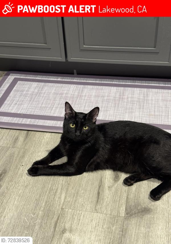 Lost Male Cat last seen Harvey Way and Lakewood High School, Lakewood, CA 90713
