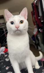 Lost Male Cat last seen Fort Vancouver Historical Site, Vancouver, WA 98661