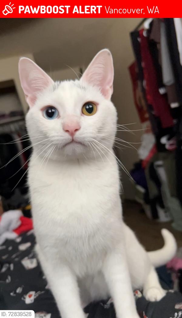 Lost Male Cat last seen Fort Vancouver Historical Site, Vancouver, WA 98661