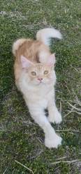 Lost Male Cat last seen Hidden Brook Drive , Grand Prairie, TX 75050