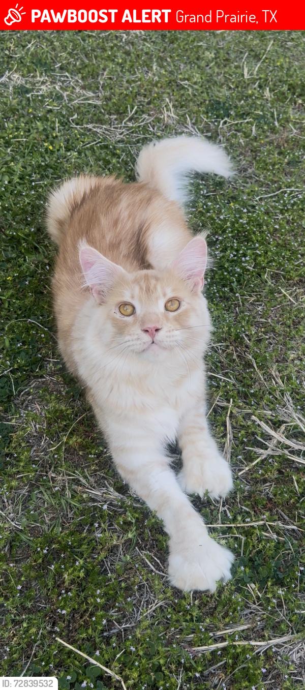 Lost Male Cat last seen Hidden Brook Drive , Grand Prairie, TX 75050
