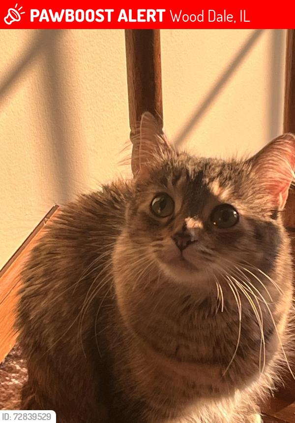Lost Female Cat last seen Oak Meadows, Wood Dale, IL 60191