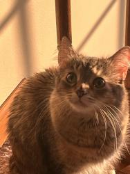 Lost Female Cat last seen Oak Meadows, Wood Dale, IL 60191