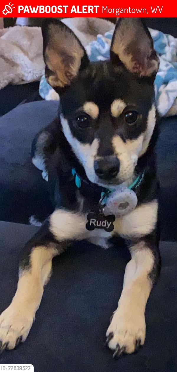 Lost Male Dog last seen Brookhaven RD Morgantown WV , Morgantown, WV 26508