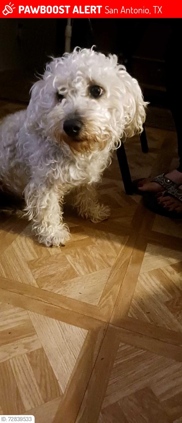 Lost Male Dog last seen Pleasanton rd , San Antonio, TX 78221