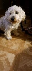 Lost Male Dog last seen Pleasanton rd , San Antonio, TX 78221