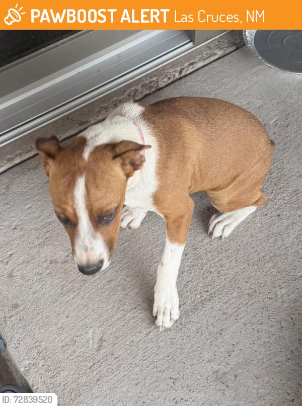 Found/Stray Unknown Dog last seen San Acacio , Las Cruces, NM 88001