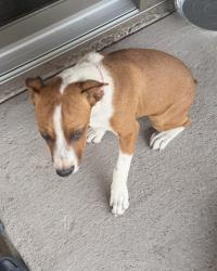 Found/Stray Unknown Dog last seen San Acacio , Las Cruces, NM 88001