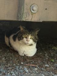 Found/Stray Unknown Cat last seen Between 224th & 221st, Edmonds, WA 98026
