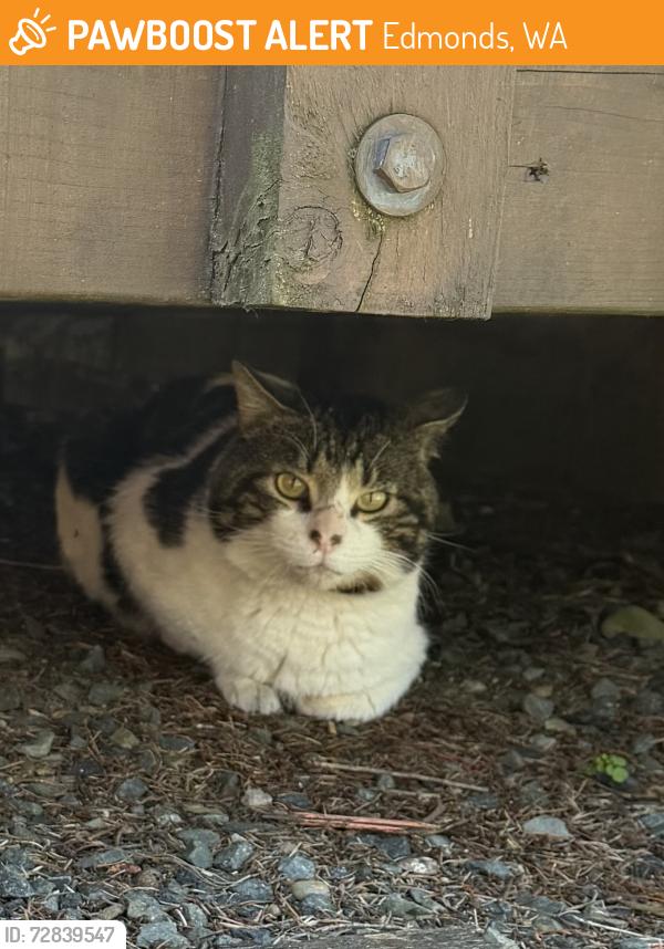 Found/Stray Unknown Cat last seen Between 224th & 221st, Edmonds, WA 98026