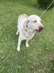 Found/Stray Female Dog last seen Shoemaker ave 11926 , Whittier, CA 90605