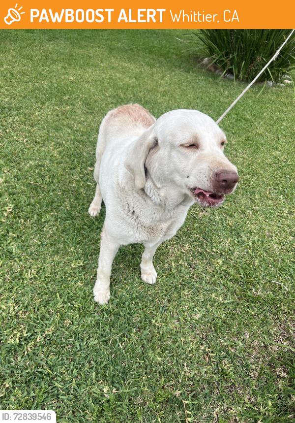 Found/Stray Female Dog last seen Shoemaker ave 11926 , Whittier, CA 90605