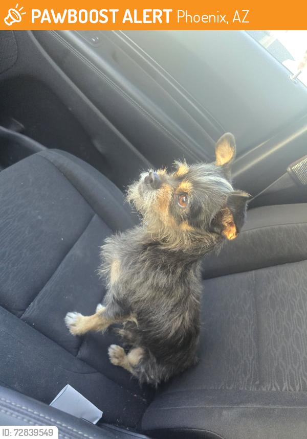 Found/Stray Male Dog last seen 55th ave and indian school rd, Phoenix, AZ 85031
