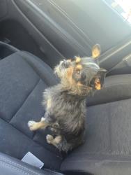 Found/Stray Male Dog last seen 55th ave and indian school rd, Phoenix, AZ 85031