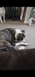 Reunited Male Dog last seen Southern pines, Whiteland, IN 46184