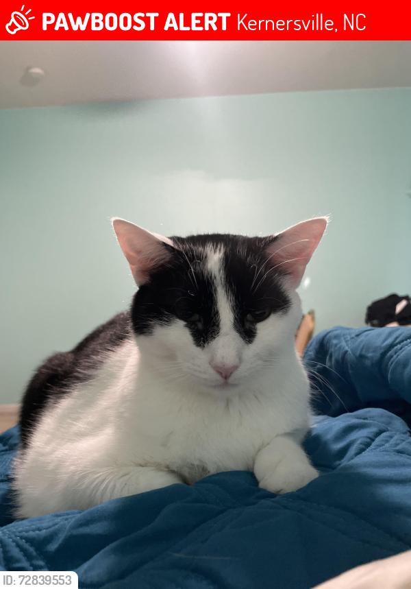 Lost Male Cat last seen Quail heights/Iron horse drive, Kernersville, NC 27284