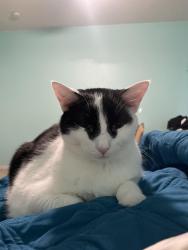 Lost Male Cat last seen Quail heights/Iron horse drive, Kernersville, NC 27284