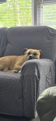 Lost Female Dog last seen Southside, Independence, MO 64055