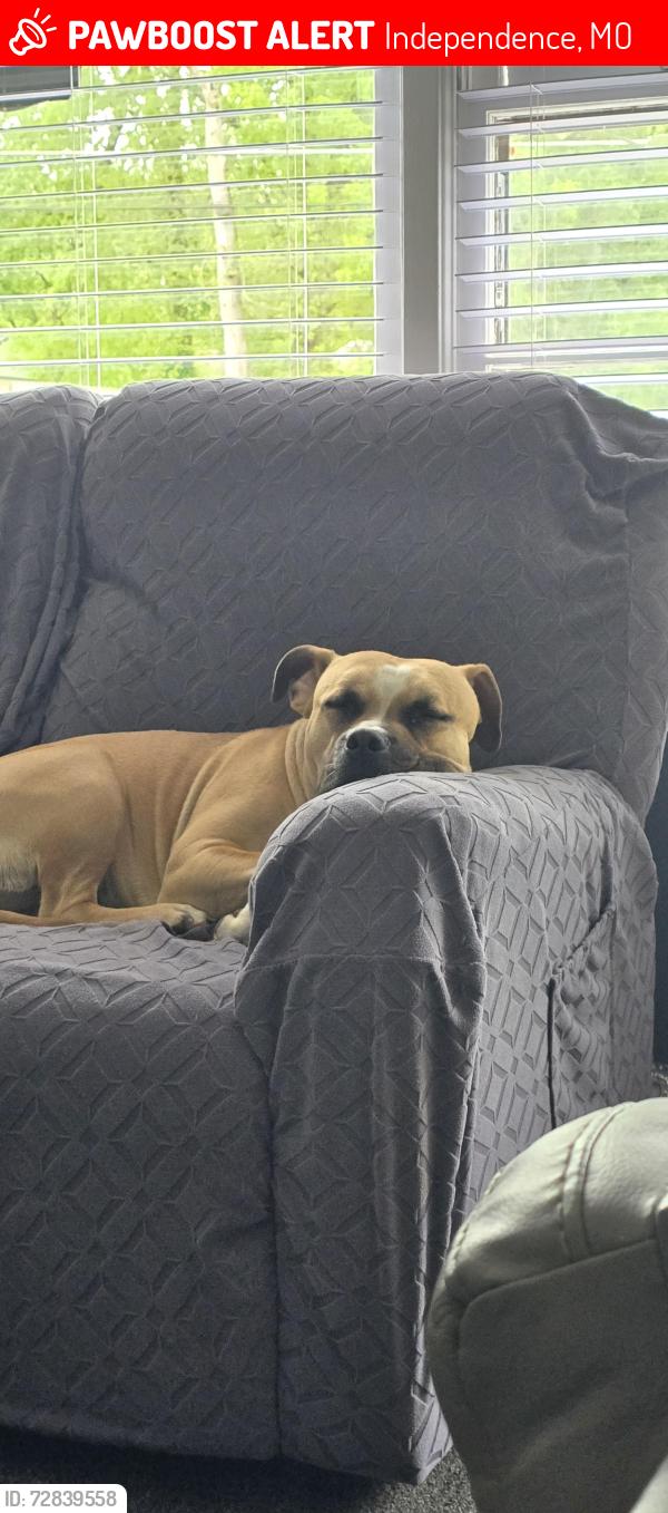 Lost Female Dog last seen Southside, Independence, MO 64055