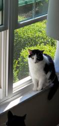 Lost Male Cat last seen Rear parking lot area of Schnurmann hse apts off Drury Ct, Mayfield Heights, OH 44124