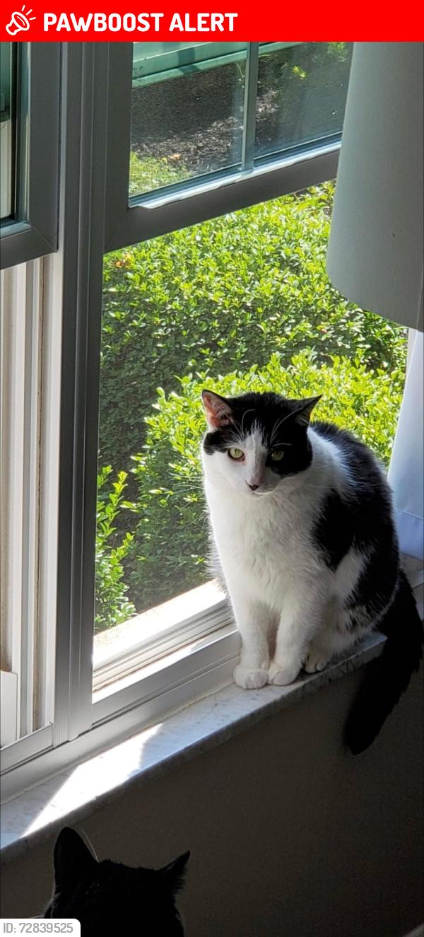 Lost Male Cat last seen Rear parking lot area of Schnurmann hse apts off Drury Ct, Mayfield Heights, OH 44124