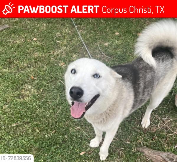 Lost Female Dog last seen 14th st , Corpus Christi, TX 78401