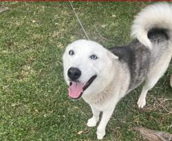 Lost Female Dog last seen 14th st , Corpus Christi, TX 78401