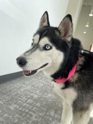 Found/Stray Female Dog last seen S 5600 W and Highbury pkwy, West Valley City, UT 84120