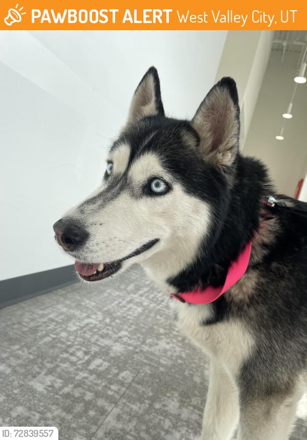 Found/Stray Female Dog last seen S 5600 W and Highbury pkwy, West Valley City, UT 84120