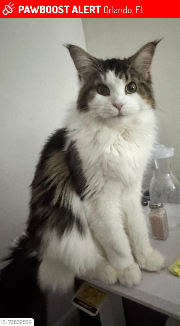 Lost Female Cat last seen Founders st Orlando 32832, Orlando, FL 32832