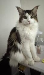 Lost Female Cat last seen Founders st Orlando 32832 , Orlando, FL 32832