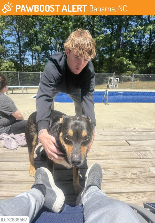 Found/Stray Male Dog last seen Corner of Bahama Rd and 15-501, Bahama, NC 27503