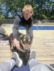 Found/Stray Male Dog last seen Corner of Bahama Rd and 15-501, Bahama, NC 27503