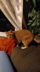 Reunited Male Cat last seen 194th & Stark, Portland, OR 97233