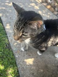 Found/Stray Unknown Cat last seen Ashmore apmts Building 38 near tennis courts, Pasadena, TX 77504