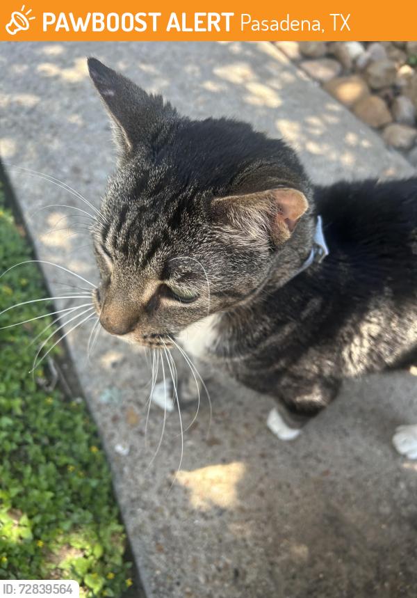 Found/Stray Unknown Cat last seen Ashmore apmts Building 38 near tennis courts, Pasadena, TX 77504