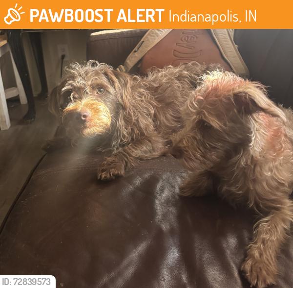 Found/Stray Male Dog last seen Franklin y penway st, Indianapolis, IN 46226