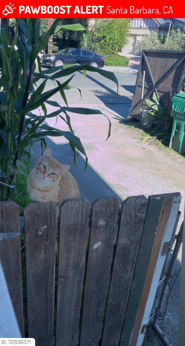 Lost Male Cat last seen Near west Gutierrez front yard , Santa Barbara, CA 93101